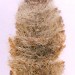 Larval case • Fully developed larval case. May. On Ballota nigra. Heswall, Cheshire. • © Ian Smith