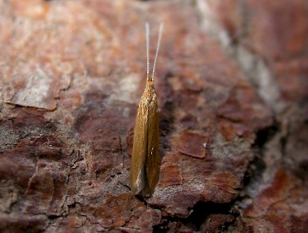 Coleophora lithargyrinella