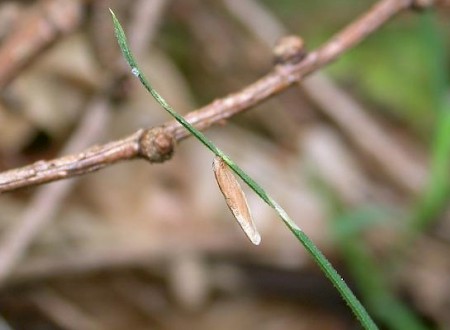 Coleophora lithargyrinella