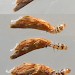Final instar larva • Chorlton, Greater Manchester • © Ben Smart