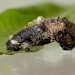 Larva • Chorlton, Gtr. Manchester, on Salix caprea • © Ben Smart