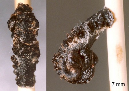 Coleophora albidella