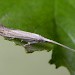 Adult • ex. larva, W. Yorkshire, leg. P. Talbot • © Ian Kimber