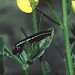 Larval case • Dorset • © David Green/Butterfly Conservation