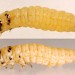 Larva • In case on Ulex europaeus. July. Cheshire. • © Ian Smith