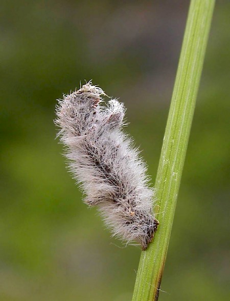 Coleophora pennella