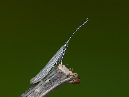 Coleophora otidipennella
