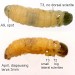 Diapausing larva • Mellor, VC. Derbyshire. April 2003. On Juncus. • © Ian Smith