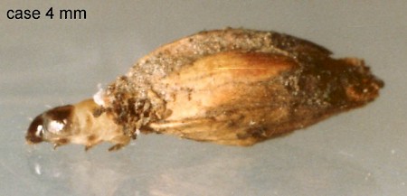 Coleophora maritimella