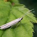 Adult • Havant Thicket, Hants., reared from larva • © Keith Tailby
