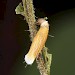 Larva • Havant Thicket, Hants. • © Keith Tailby