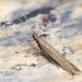 Adult • Gann Estuary, Pembrokeshire. ex. Larva, gen. det. PGC • © Patrick Clement