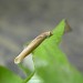 Larva • Weybridge, Surrey, on Artemisia vulgaris • © Andrew Mitchell