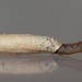 Larva • Chorlton, Gtr. Manchester • © Ben Smart