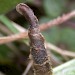 Larval case • Chiddingfold Forest, Surrey • © Malcolm Bridge