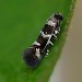 Adult • Windmill Hill, Worcs. Ex. Larva on wild basil • © Oliver Wadsworth