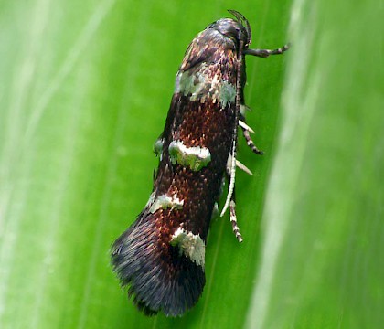 Adult • Wyre Forest, Worcestershire, ex. Mine on Luzula sylvatica • © Patrick Clement