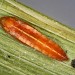 Pupa • Mill Mouth, Devon, ex. Larva • © Bob Heckford
