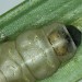 Larva • Nr. Duartmore Burn, West Sutherland • © Bob Heckford