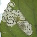Larva & mine • Mine on Circaea lutetiana, Emer Bog, S. Hampshire • © Ian Thirlwell