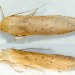 Adult • Runcorn, Cheshire; ex. Larva in seedhead of Typha latifolia • © Ian Smith