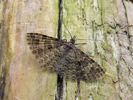 Twenty-plume Moth Alucita hexadactyla