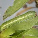 Larva • Cligga Head, Cornwall, on Limonium binervosum. • © Bob Heckford