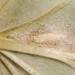 Cocoon • Cocoon on underside of Tussilago farfara leaf. August. Cheshire. Imago reared. • © Ian Smith