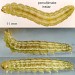 Larva • In stem of Tanacetum vulgare, May. Imago reared. Queensferry, Flints. • © Ian Smith