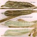 Pupae • On dead leaf of Tanacetum vulgare. Imagines reared. Queensferry, Flints. • © Ian Smith