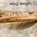 Wing • Ex larva on Succisa pratensis. Derbyshire. • © Ian Smith
