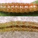 Larvae • Early & intermediate instars - Late April. On Succisa pratensis; 3 mm mining leaf midrib, 7 mm in folded leaf. Derbyshire. Imago reared. • © Ian Smith